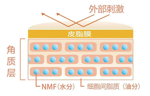 角質(zhì)層的作用有哪些？